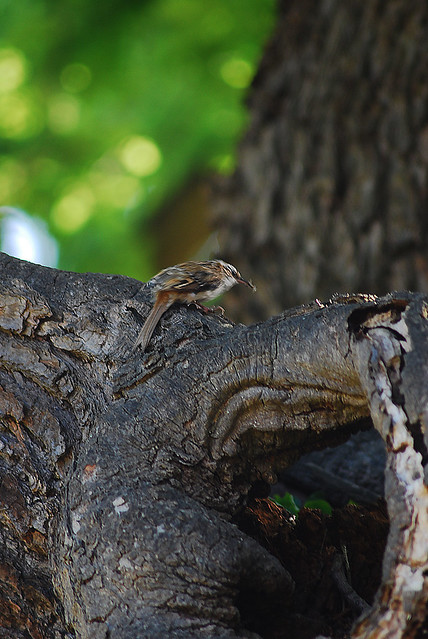 Treecreeper collecting insects for its noisy brood, Christchurch Park, Ipswich