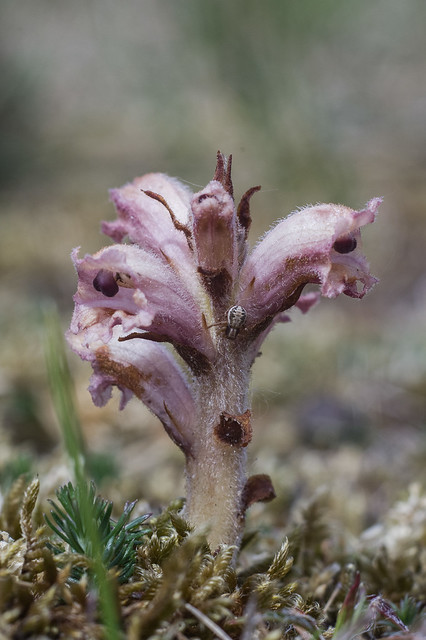 Orobanche caryophyllacea