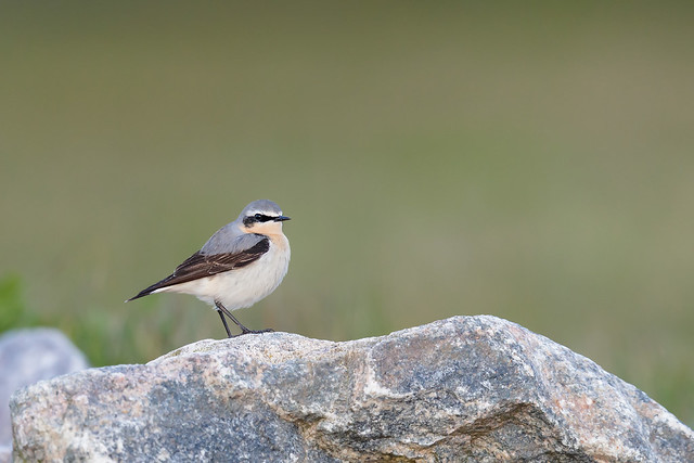 Oenanthe oenanthe | Northern Wheatear | stenskvätta