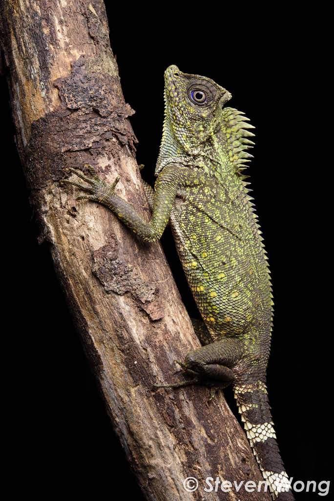 Chameleon Anglehead Lizard - Gonocephalus chamaeleontinus | Flickr