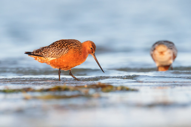 Limosa lapponica | Bar-tailed Godwit | myrspov
