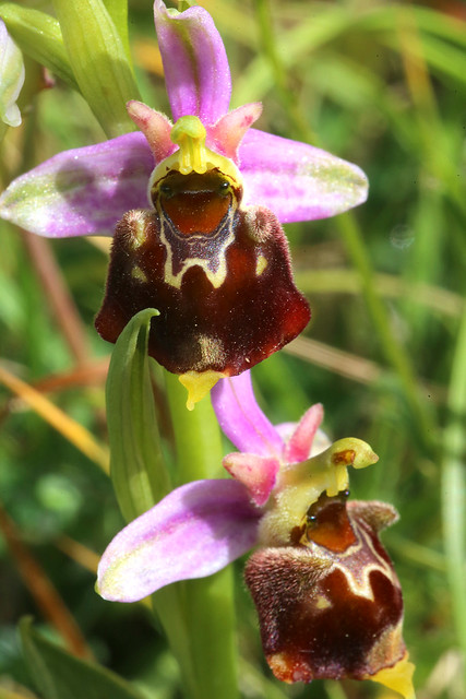 Late Spider Orchid Ophrys fuciflora