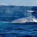 Blue whale