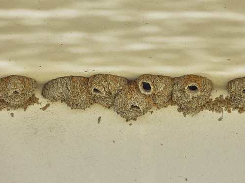The Mud Nests of Cliff Swallows