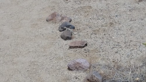 Lizards on the Rocks