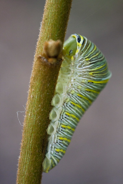 zebra swallowtail caterpillar