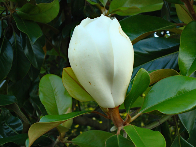 Magnolia About To Bloom.