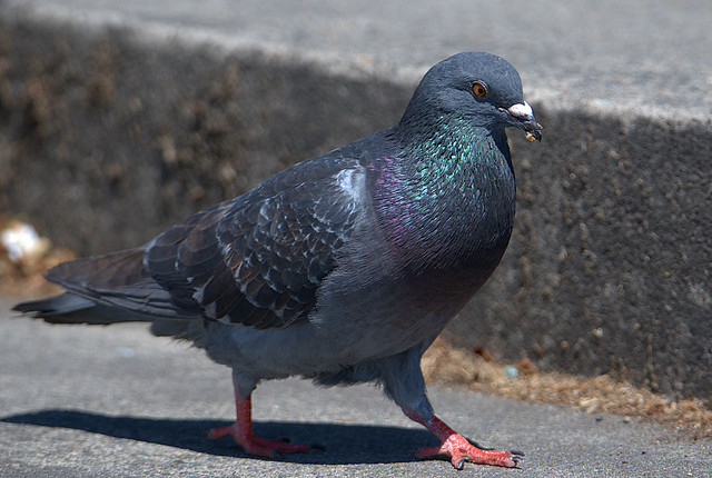 Scavenger Pigeon