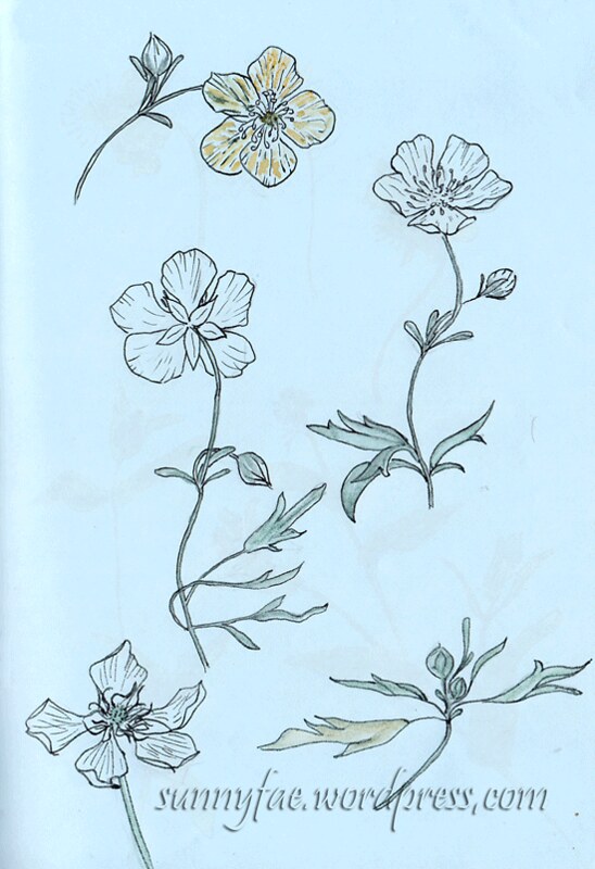 buttercups watercolour and ink
