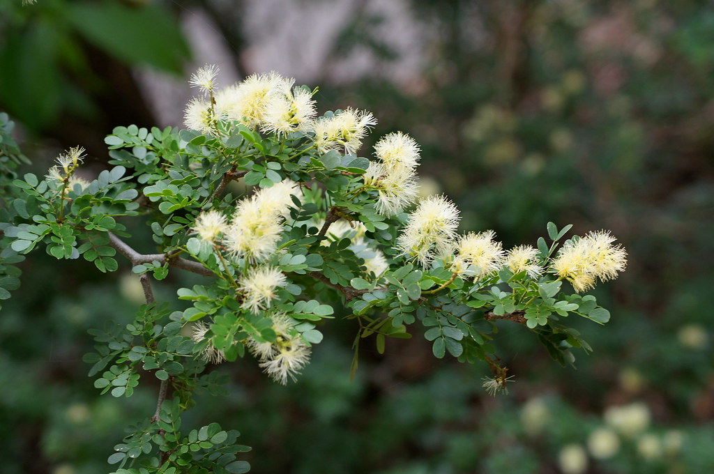 Texas ebony (Ebenopsis ebano) | Small tree - highly drought … | Flickr