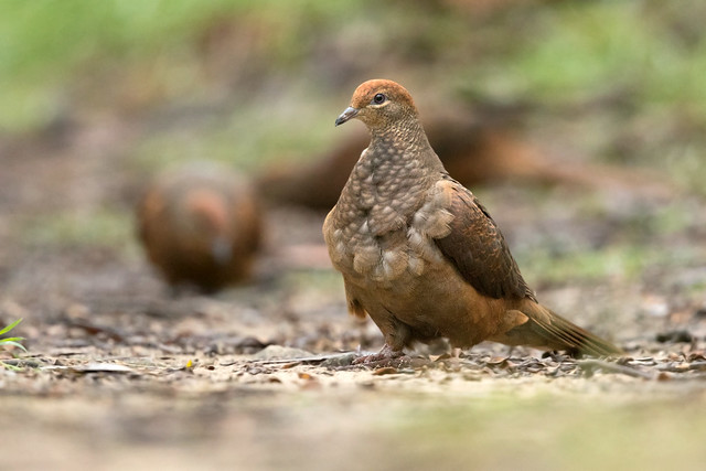 Brown Cuckoo-Dove (Macropygia phasianella phasianella)