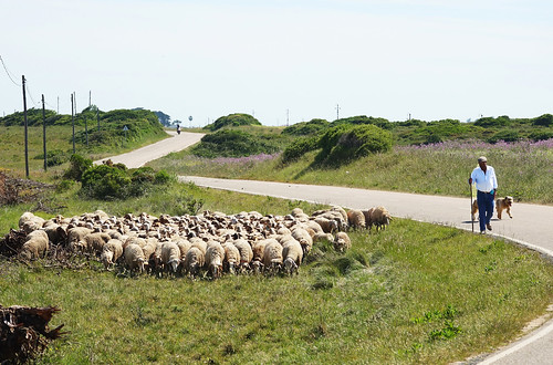portugal setubal sesimbra paysages landscapes nature animaux animals moutons lambs