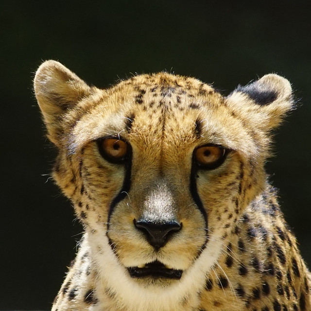 Flickr The Cheetah Photos Pool