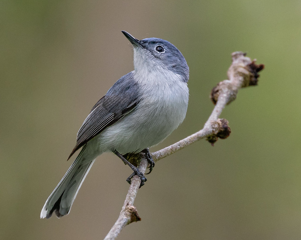 21 Different Types of gray birds that you can find in North America