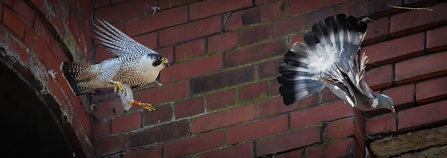 Peregrine and Pigeon