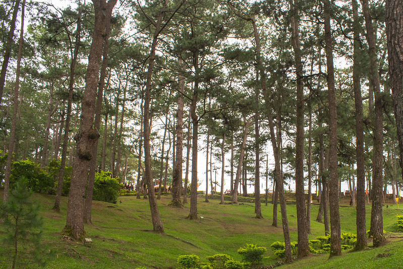 Baguio city pine trees