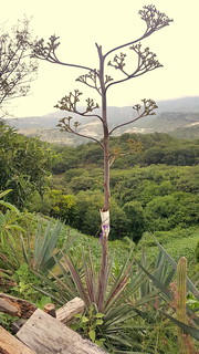 blooming agave El Mezcal Zompantle