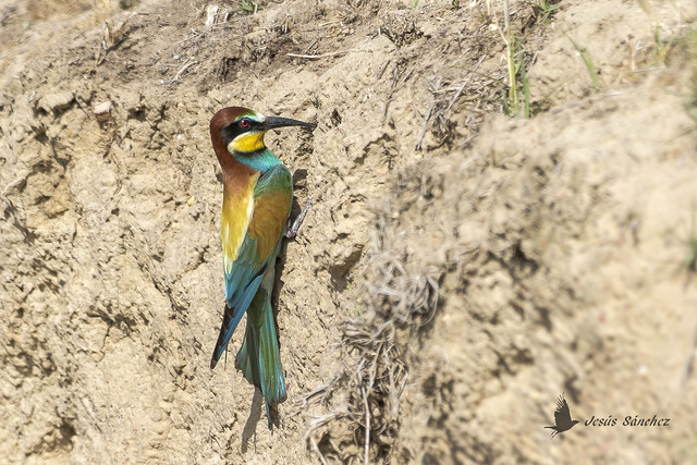 Abejaruco europeo (Merops apiaster)