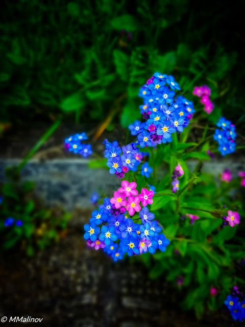 Wood Forget-me-not
