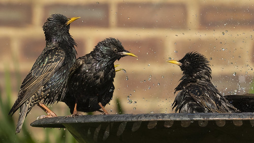 starling starlings bath wet three trio wildlife garden splash