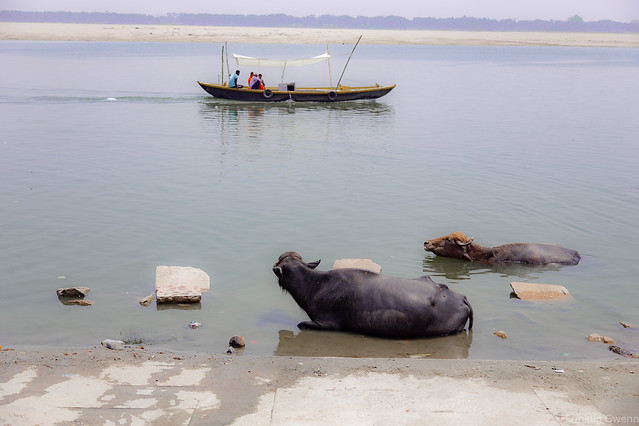 Gao - Mata, la déesse vache, se baigne dans le Gange - Varanasi, Inde