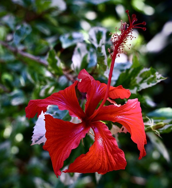Vivid Red Florida Hibiscus Flower.