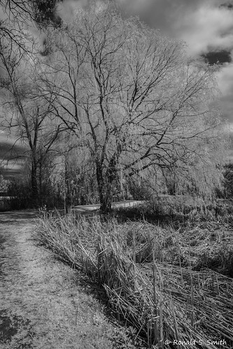 20200516 087b by Ronald S. Smith, fujixe1 fujixf1428 infrared landscape blackandwhite monochrome