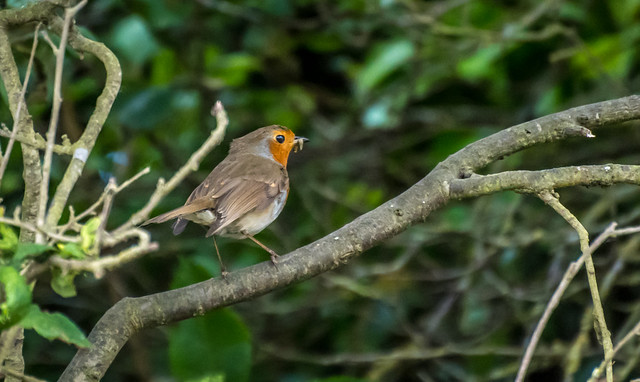 The ubiquitous robin