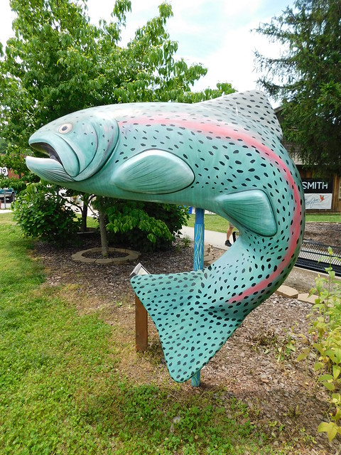 Giant Rainbow Trout