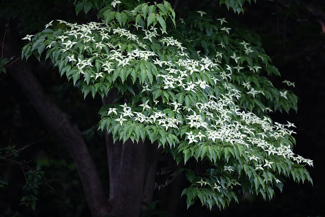 White Kousa Dogwood Tree, Lancaster, PA