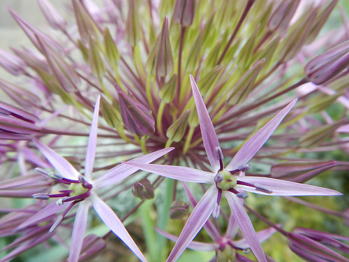 Macro of the pale purple flower spikes of the 'umbel' an ornamental Allium (Vancouver, Canada)
