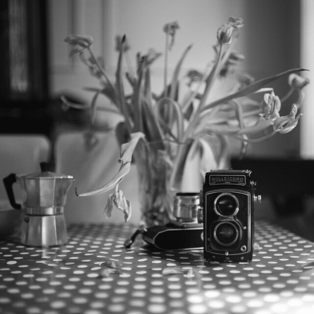 Still life with tulips and cameras