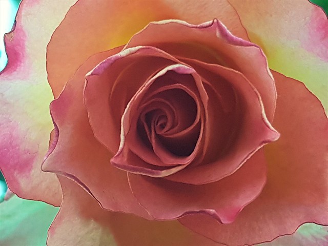 Dual Coloured Rose - Fading Very Slowly