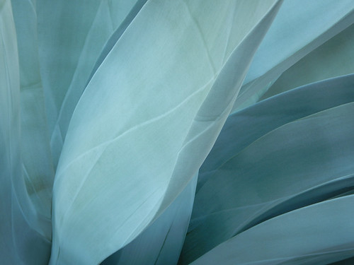 Ethereal Agave Azul (Blue Agave) in Zihuatanejo, Mexico
