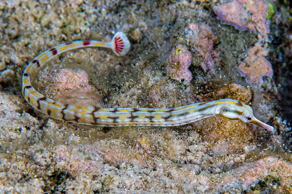 Yellow-banded pipefish - Corythoichthys flavofasciatus