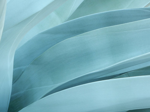 Ethereal Agave Azul (Blue Agave) in Zihuatanejo, Mexico