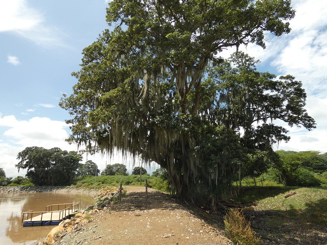 Río Cauca, Laguna de Sonso, Buga, Valle del Cauca, Colombia