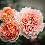 apricot roses