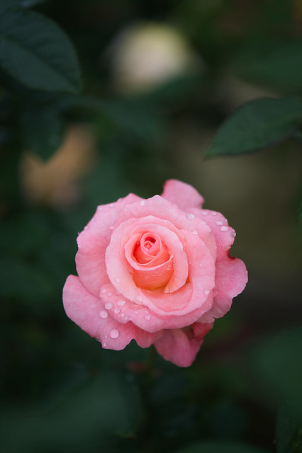Rose 64