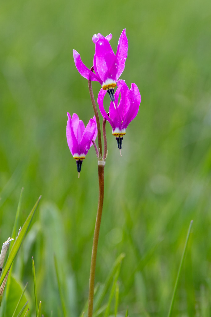 Wildflower (Shooting Star)