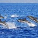 Striped dolphins