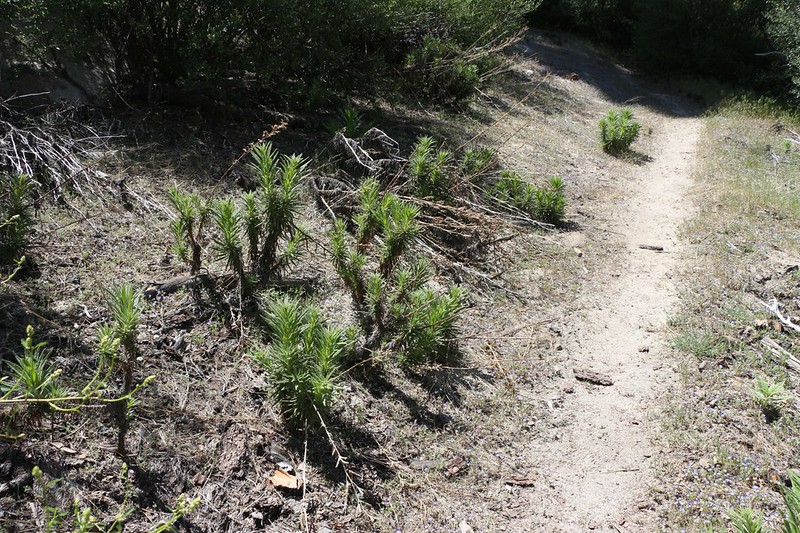Poodle Dog plants along the PCT near mile 411 - watch out!