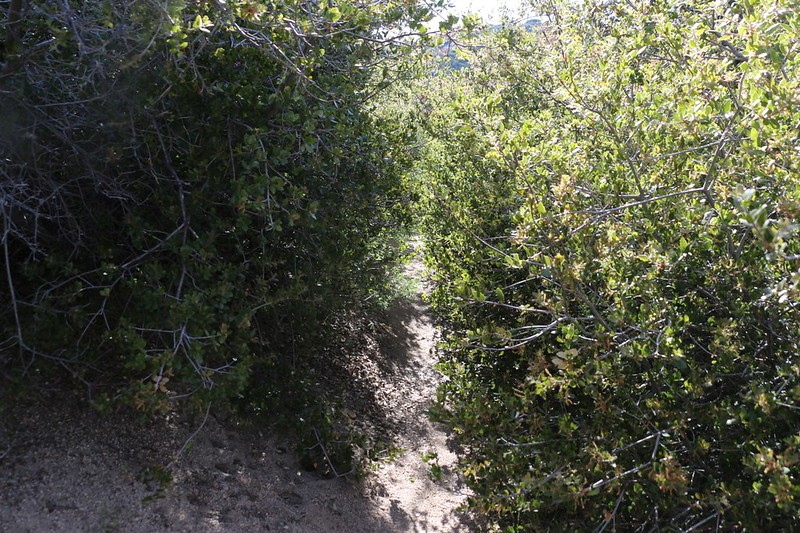 The Pacific Crest Trail is overgrown and in some serious need of trail maintenance at mile 406