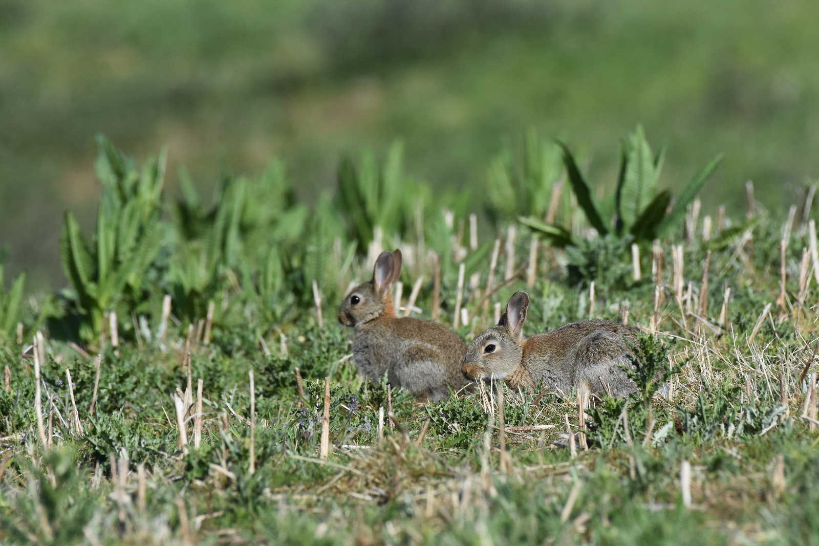 Flickr Rabbit Farm Rabbits | Flickr