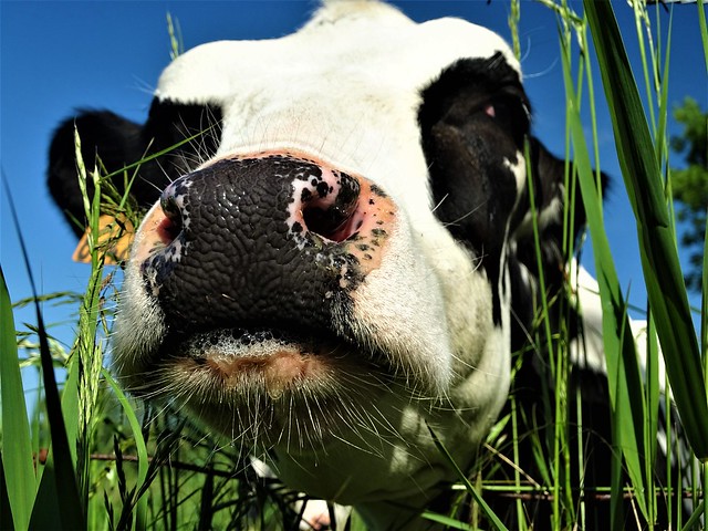 Portrait de vache.