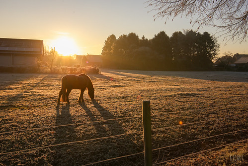 village countrysite colorful orange country horse sunrise winter cold nature canon