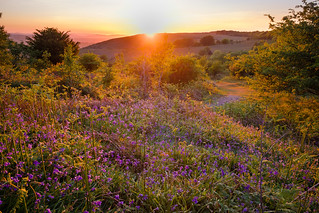 Bluebells in the setting sun above Triscombe