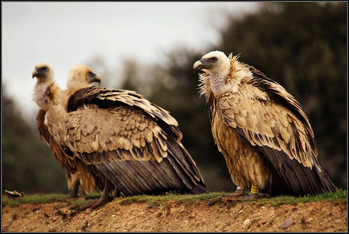 Buitres | by Pablo M.B.