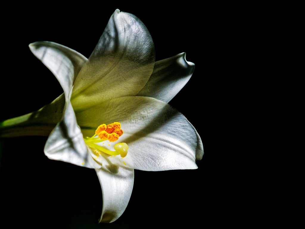 Flower ( Olympus OM-D EM1.2 & M.Zuiko 40-150mm f2.8 Pro Zoom)