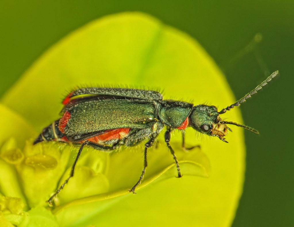 Common Malachite Beetle - Malachius bipustulatus